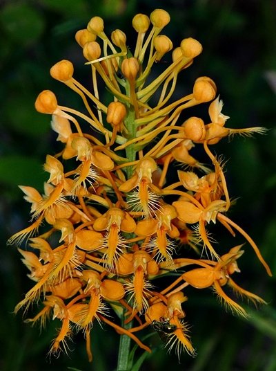 {Platanthera ciliaris}